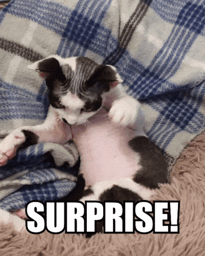 a hairless cat is laying on a plaid blanket with the words surprise written below it