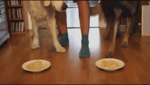 There'S Two Kinds Of Dogs In This World  GIF - Dog Food Spaghetti GIFs