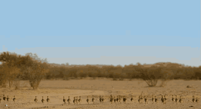 a row of birds are walking across a desert landscape