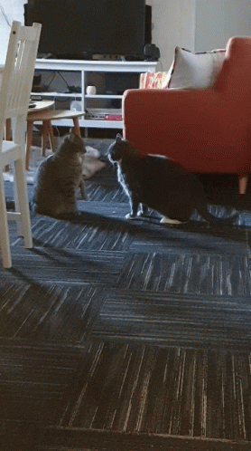 One Punch Cats GIF - One Punch Cats All In GIFs