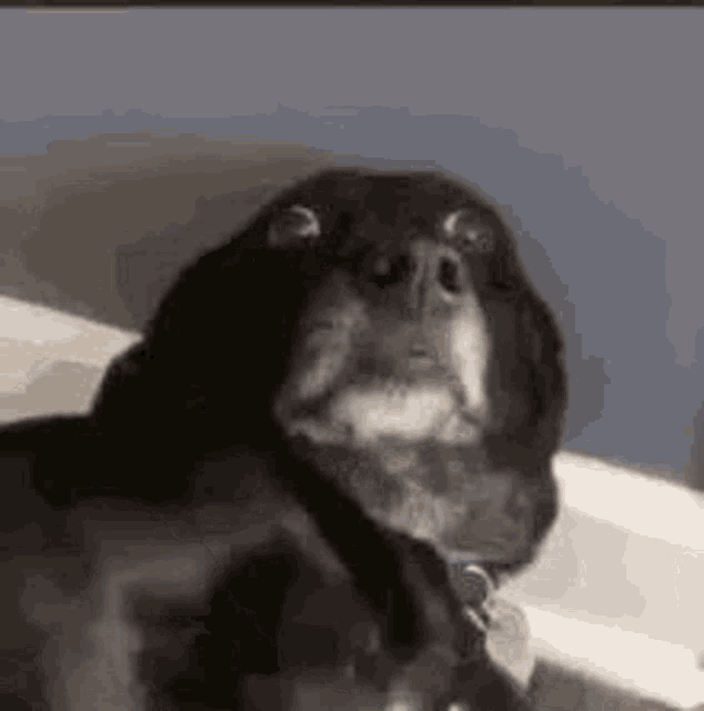 a close up of a black dog looking at the camera with its mouth open .