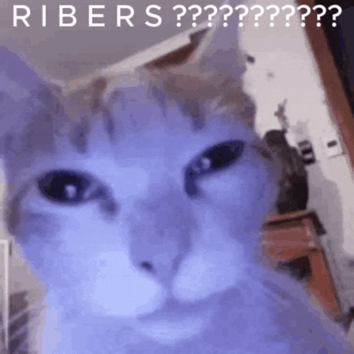 a close up of a cat 's face with the words ribers on it