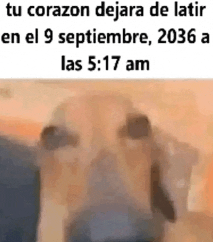 2036 Meme