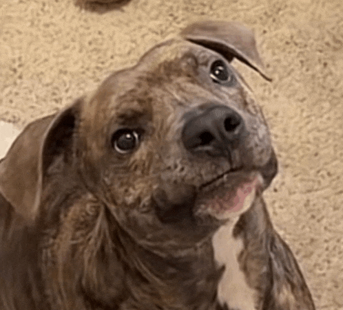 a close up of a dog looking up at the camera with its tongue out .