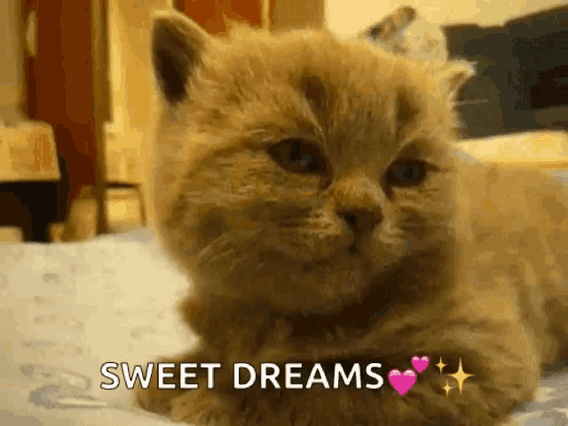 a kitten is laying on a bed with the words sweet dreams written on it .