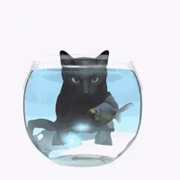 Cat Fish GIF - Cat Fish GIFs