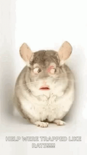 Rat Trapped GIF - Rat Trapped Help GIFs