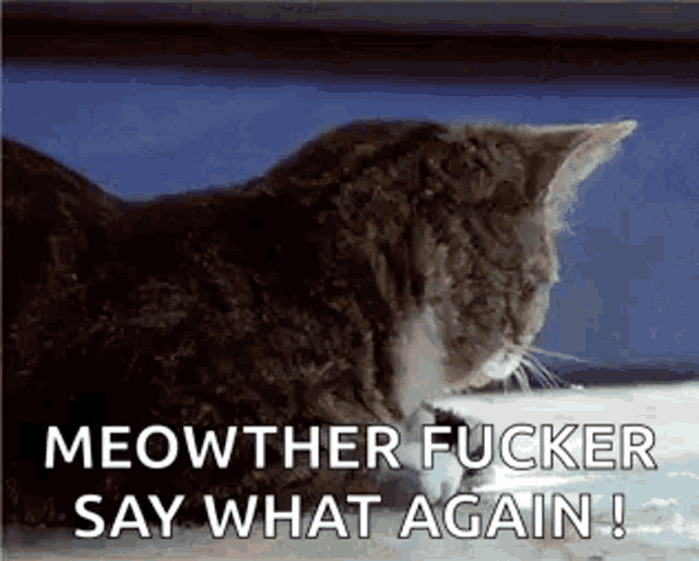a cat is sitting on a bed with the words `` meowther fucker say what again '' .