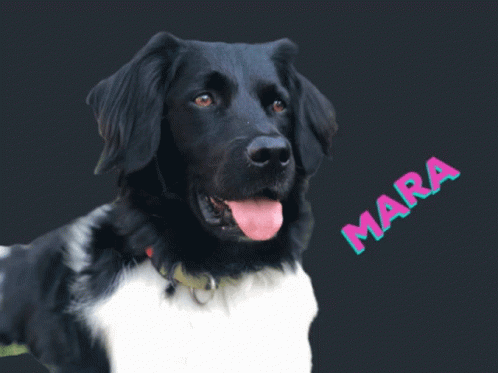Mara Marakroes GIF - Mara Marakroes Dog GIFs