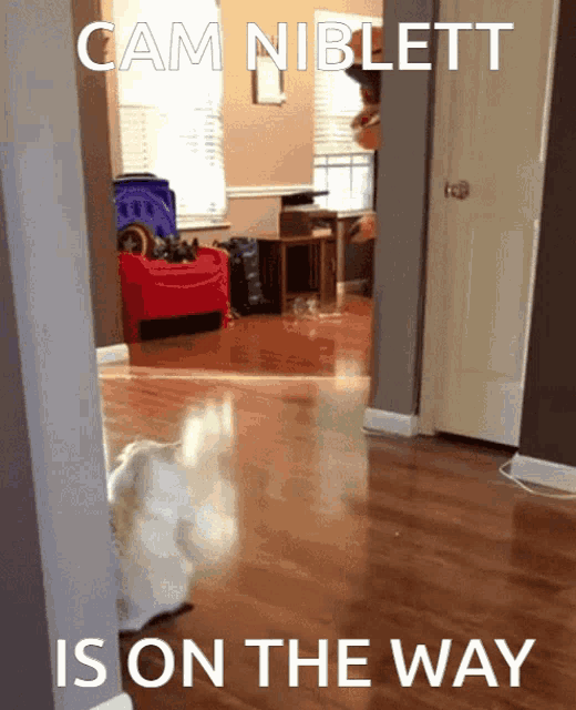 a picture of a cat with cam niblett is on the way