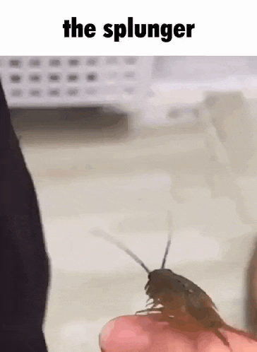 a cockroach is sitting on a person 's finger with the caption `` the splunger '' .