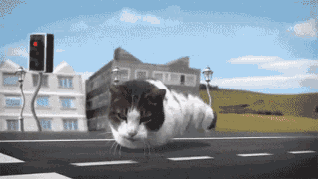 Cat Street GIF - Cat Street GIFs