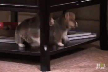 Dogs Puppies GIF - Dogs Puppies Fall GIFs
