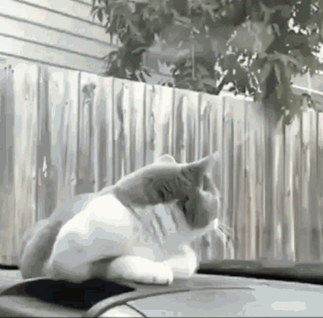 Cat Wipers Cat Fun GIF