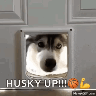 Husky Huskies GIF - Husky Huskies Dog GIFs