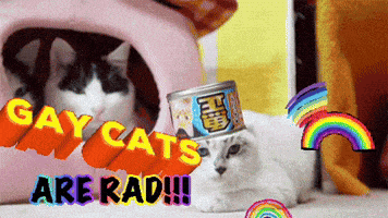a picture of two cats with the words gay cats are rad on the bottom