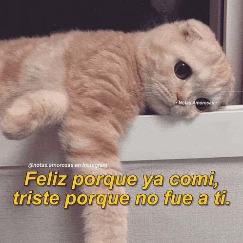 a picture of a cat with a caption that says feliz porque ya comi triste porque no fue a ti.