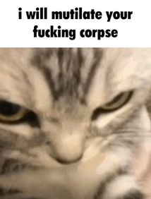 Cat Funny GIF - Cat Funny Corpse GIFs