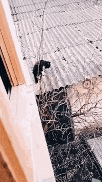 Mission Cat Possible GIF - Mission Cat Possible GIFs