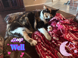a cat is laying on a couch with the words sleep well written on it