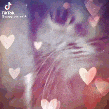 a tiktok video of a cat with hearts around it