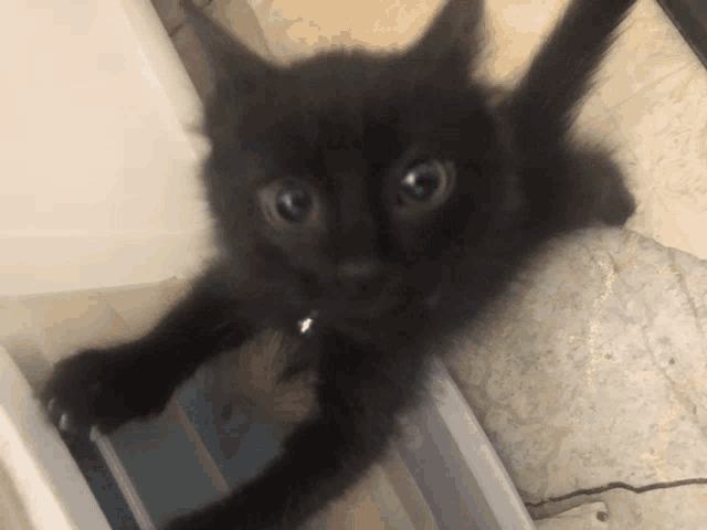 a black cat with blue eyes is laying down on a tiled floor