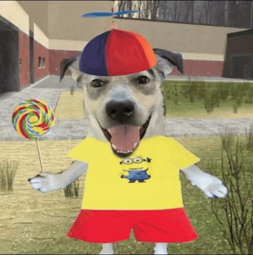 a dog wearing a yellow minion shirt and a colorful hat holds a lollipop