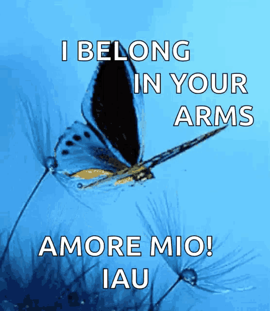 a picture of a butterfly with the words i belong in your arms amore mio