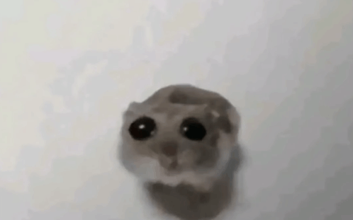 Sad Hamster GIF - Sad Hamster Meme GIFs