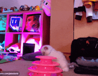 a pink shelf with a twitch logo on it sits next to a white cat
