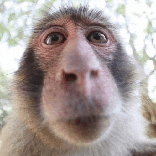 a close up of a monkey looking at the camera with a surprised look on its face