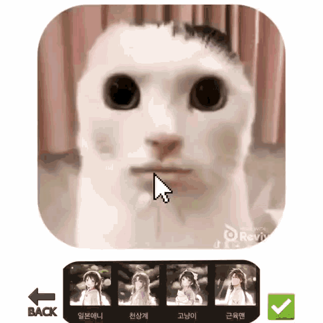 a screenshot of a cat 's face with a cursor pointing to the back button