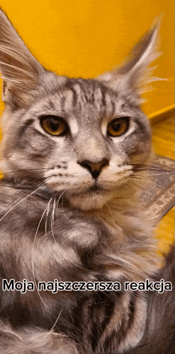 a close up of a cat with the words moja najszczerza reakcja written below it