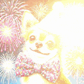 a chihuahua wearing a birthday hat and bow tie is standing in front of fireworks .