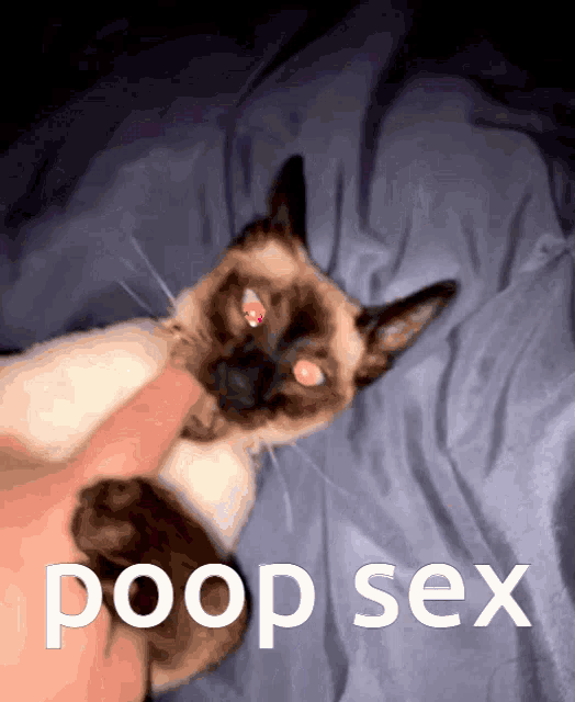 a cat laying on a bed with the words poop sex written on the bottom