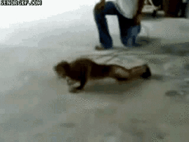 Funny Push Up GIF - Funny Push Up Workout GIFs