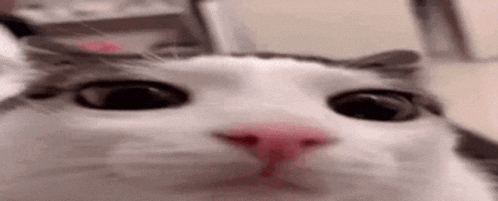 a close up of a cat 's face looking at the camera with a pink nose .