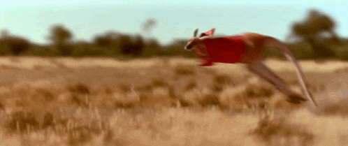 a kangaroo wearing a red shirt is jumping through a field of tall grass .