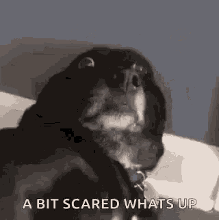 Fear Dog GIF - Fear Dog Scared GIFs