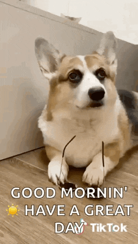 a corgi dog wearing glasses is laying on the floor and says `` good morning have a great day '' .