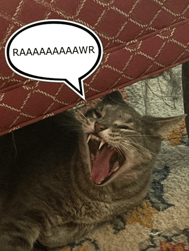 a cat is yawning with a speech bubble above it that says raaaaaaaawr
