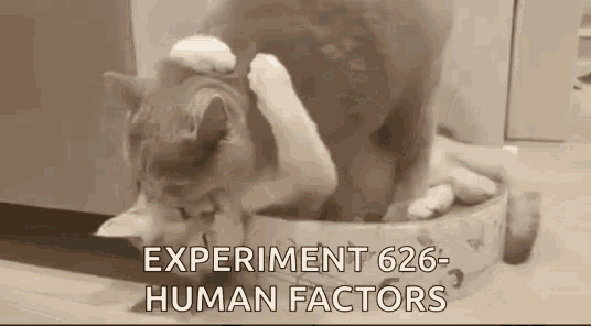 Cats Crazy GIF - Cats Crazy Catlove GIFs