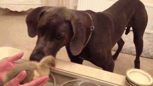 And You Are...? GIF - Dogs Birds Geese GIFs