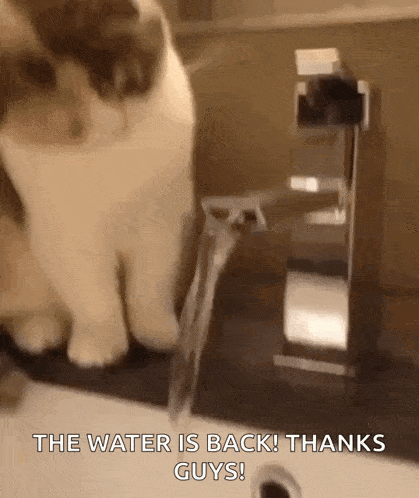 a cat is looking at a faucet with the words the water is back ! thanks guys .