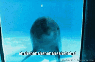 a picture of a dolphin behind a glass with a caption that says " what should we call me "