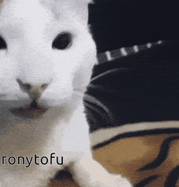 a close up of a white rabbit with the name ronytofu written on the bottom