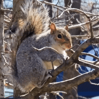 a squirrel is sitting on a tree branch and looking at the camera