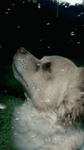 a close up of a dog 's face with feathers flying around it