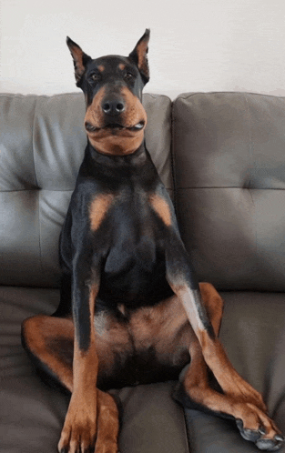 a brown and black dog is sitting on a couch with its legs crossed