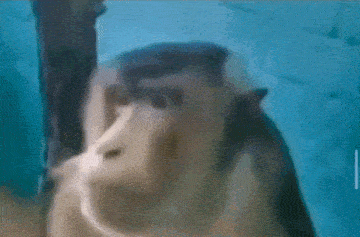 a blurry picture of a monkey standing next to a tree .